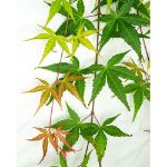 Image de Acer palm. 'Cascade Ruby' (PBR)