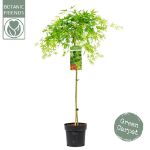 Image de Acer palm. 'Ryusen' (PBR)