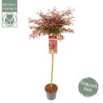 Image de Acer palm. 'Shaina'