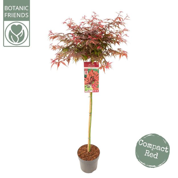 Image de Acer palm. 'Shaina'