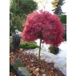 Image de Acer palm. 'Shaina'