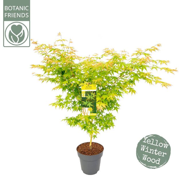 Image de Acer palm. 'Bi hoo'