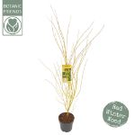 Image de Acer palm. 'Bi hoo'