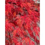 Image de Acer palm. 'Emerald Lace'