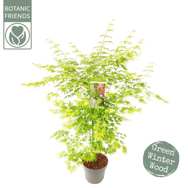 Image de Acer palm. 'Going Green' (PBR)