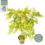 Image de Acer palm. 'Sangokaku'