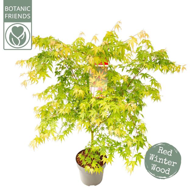 Image de Acer palm. 'Sangokaku'