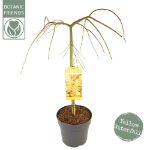 Image de Acer palm. 'Cascade Gold' (PBR)