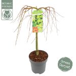 Image de Acer palm. 'Ryusen' (PBR)
