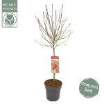 Image de Acer palm. 'Shaina'
