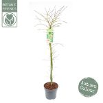Image de Acer palm. 'Emerald Lace'