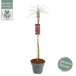 Image de Acer palm. 'Garnet'*