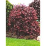 Image de Acer palm. 'Garnet'*