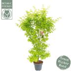 Image de Acer palm. 'Going Green' (PBR)