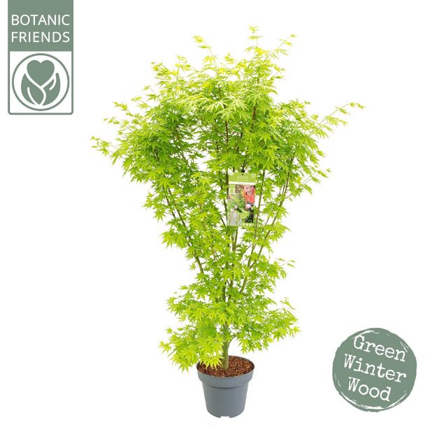 Image de Acer palm. 'Going Green' (PBR)