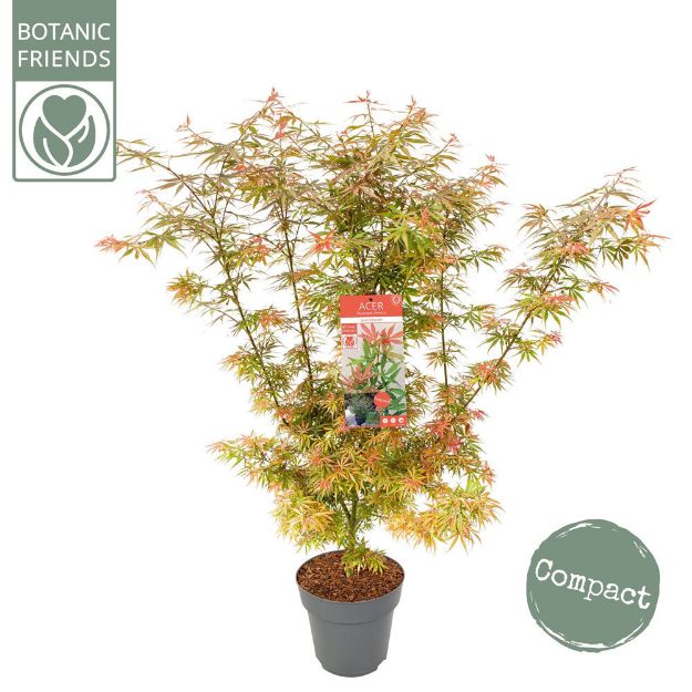 Image de Acer palm. 'Jerre Schwartz'