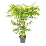 Image de Acer palm. 'Sangokaku'