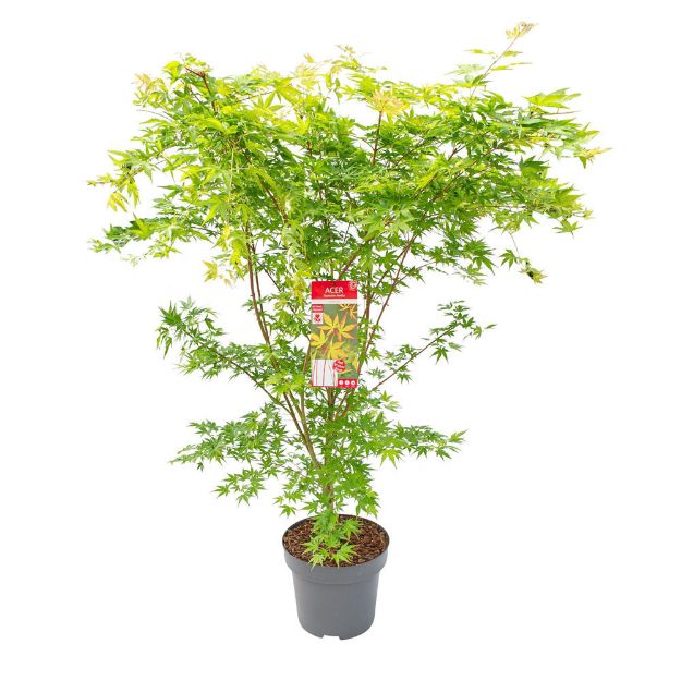 Image de Acer palm. 'Sangokaku'