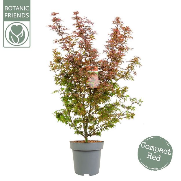 Image de Acer palm. 'Shaina'