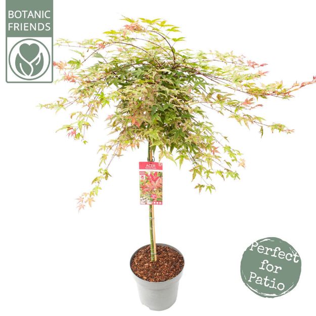 Image de Acer palm. 'Beni-maiko'