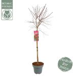 Image de Acer palm. 'Beni-maiko'