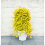 Image de Acer palm. 'Cascade Citrine' (PBR)