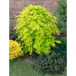 Image de Acer palm. 'Cascade Citrine' (PBR)