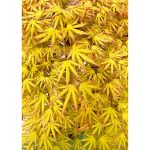 Image de Acer palm. 'Cascade Citrine' (PBR)