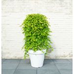 Image de Acer palm. 'Cascade Emerald' (PBR)