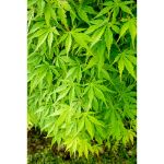 Image de Acer palm. 'Cascade Emerald' (PBR)