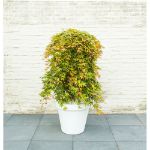 Image de Acer palm. 'Cascade Ruby' (PBR)