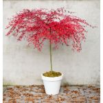 Image de Acer palm. 'Emerald Lace'