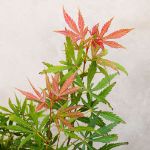 Image de Acer palm. 'Jerre Schwartz'