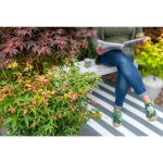Image de Acer palm. 'Little Princess'