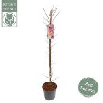 Image de Acer palm. 'Skeeter's Broom'