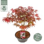 Image de Acer palm. 'Atropurpureum'