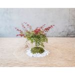 Image de Acer palm. 'Beni-maiko'