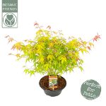Image de Acer palm. 'Katsura'
