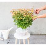 Image de Acer palm. 'Little Princess'