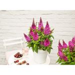 Image de Buddleja Butterfly Candy® 'Little Cerise' (PBR)