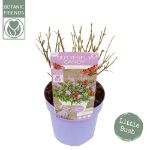 Image de Buddleja Butterfly Candy® 'Little Lila' (PBR)