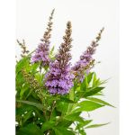 Image de Buddleja Butterfly Candy® 'Little Lila' (PBR)