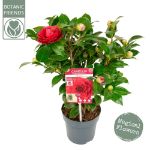 Image de Camellia jap. 'Black Lace'