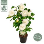 Image de Camellia jap. 'Nuccio's Gem'