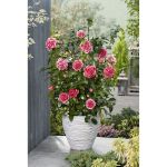 Image de Camellia jap. 'Volunteer'® (PBR)