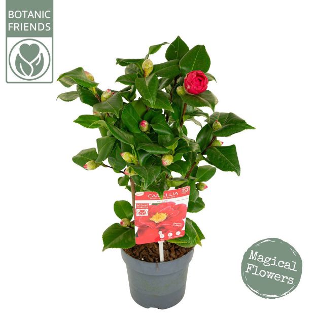 Image de Camellia jap. 'Dr. King'