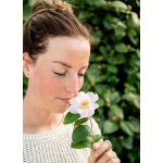 Image de Camellia 'Winter Perfume Pearl'®