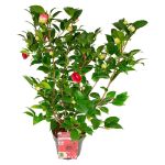Image de Camellia jap. 'Black Lace'