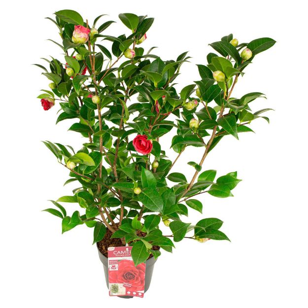 Image de Camellia jap. 'Black Lace'
