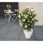 Image de Camellia jap. 'Jury's Yellow'